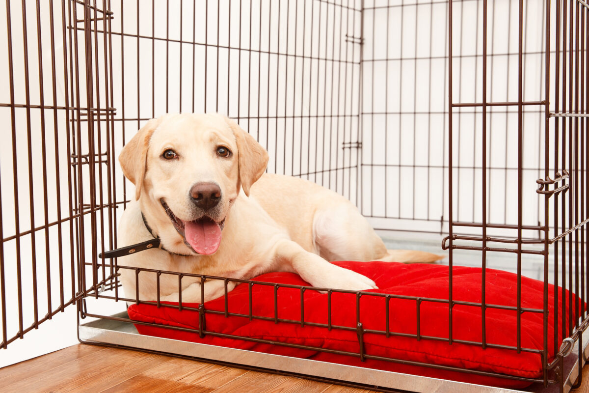 Crate Train Your New Dog or Puppy