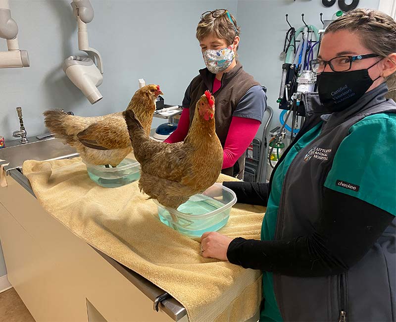 Littleton Veterinary Careers | Veterinary Jobs in MA Littleton Veterinary Careers | Veterinary Jobs in MA