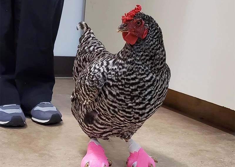 Chicken Veterinary Care, Littleton MA