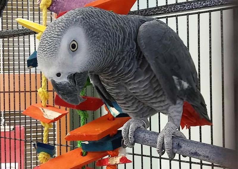 Bird And Pet Clinic Austin Research Boulevard Pet Bird Hospital / And