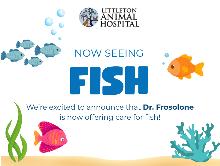 Now Seeing Fish Patients at Littleton Animal Hospital!
