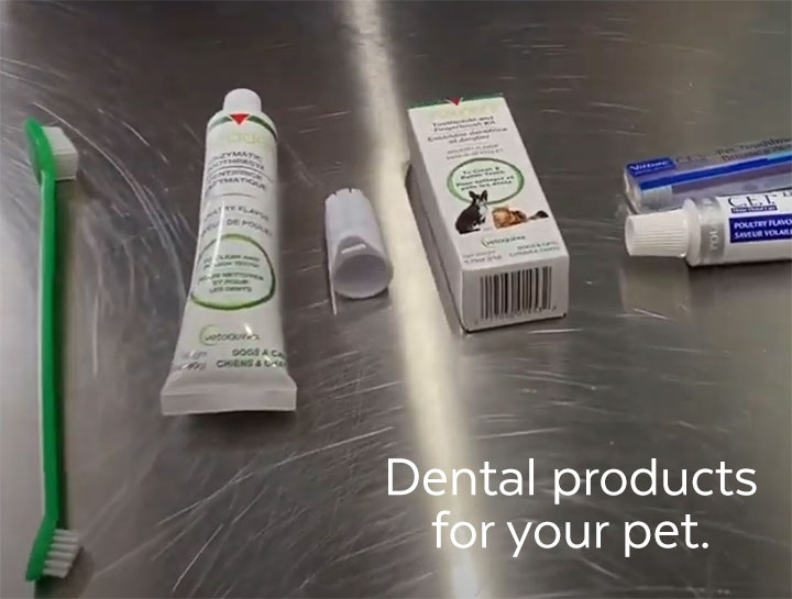 Video: Keeping Your Pet's Mouth Healthy