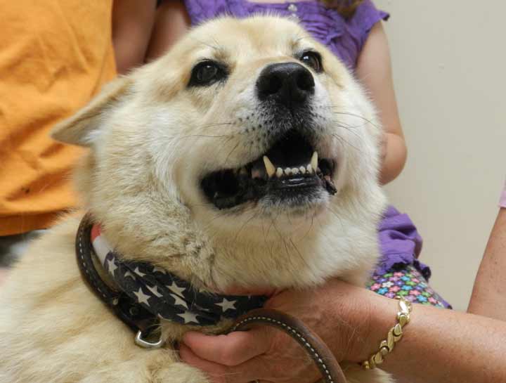 Dog Veterinarian