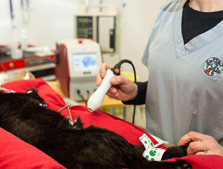 Laser Therapy for Dogs