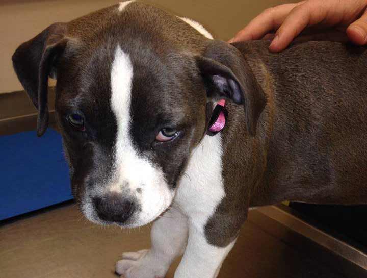Puppy Care