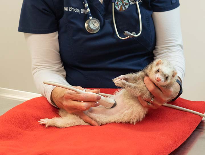 Veterinary Ultrasound Dog Ultrasound in Littleton